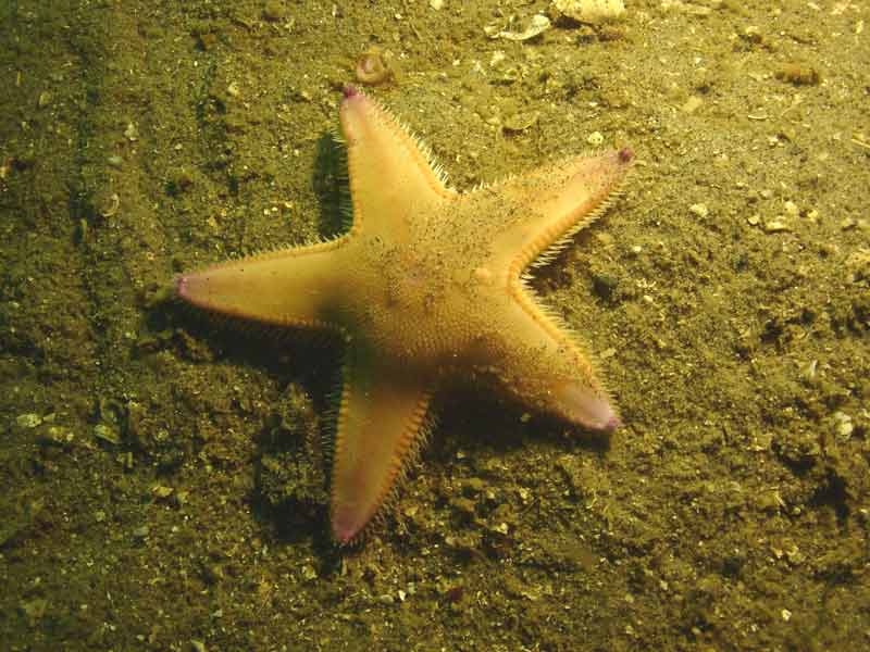 Astropecten irregularis on a sandy seabed.