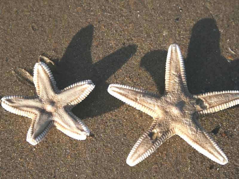 A large and a small Astropecten irregularis specimen.