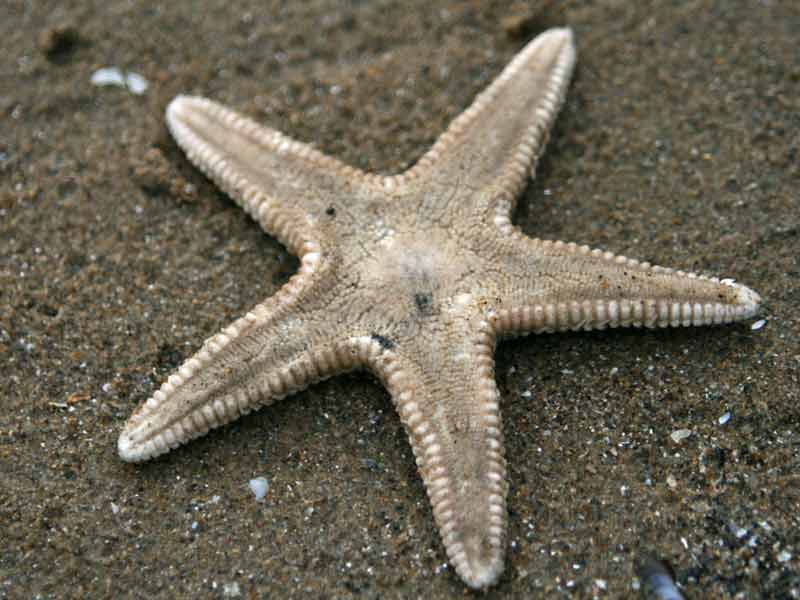 Astropecten irregularis on Aberavon beach.