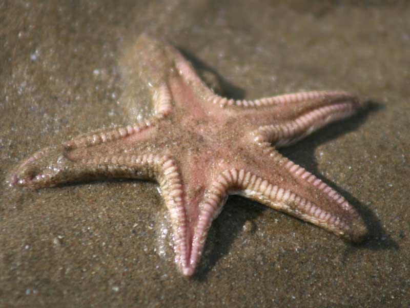 Astropecten irregularis on the shore at Three Cliff Bay.