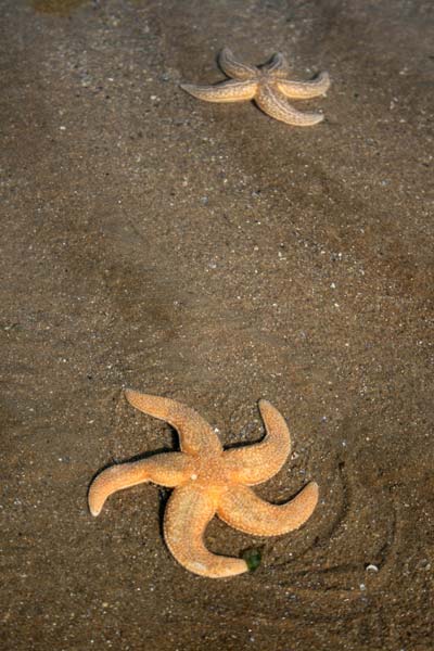 Image: Pair of Asterias rubens on a sandy shore.