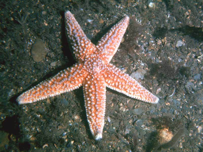 Image: Common starfish.