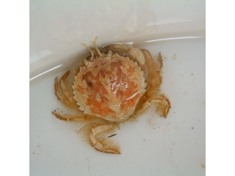 Image: The circular crab Atelecyclus rotundatus.