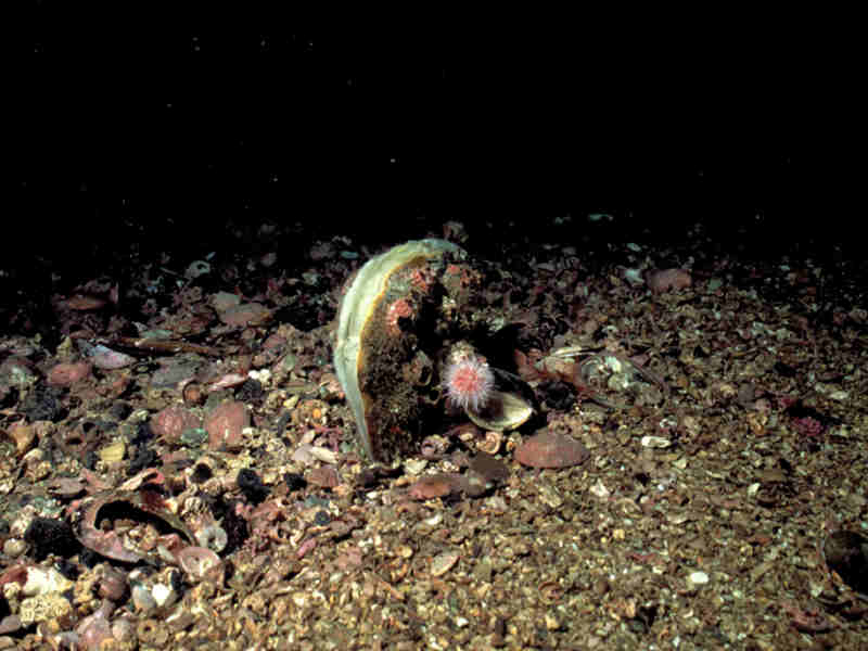Modal: Adult <i>Atrina fragilis</i> embedded in sea bed.