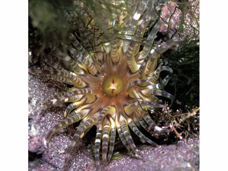 Image: The gem anemone, Aulactinia verrucosa, in south west Guernsey.