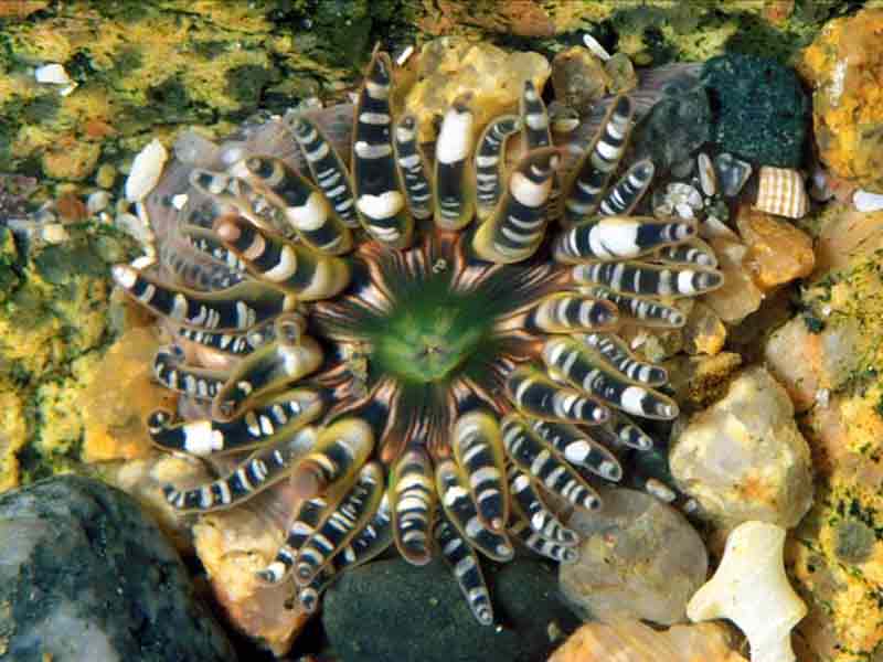 [aulver2]: The gem anemone, <i>Aulactinia verrucosa</i>, of the west coast of Guernsey.