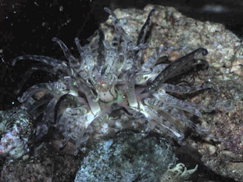 Image: Adult Aulactinia verrucosa with juvenile.