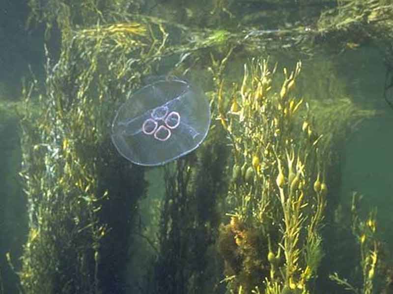 Aurelia aurita medusoid adult amongst Ascophyllum nodosum.