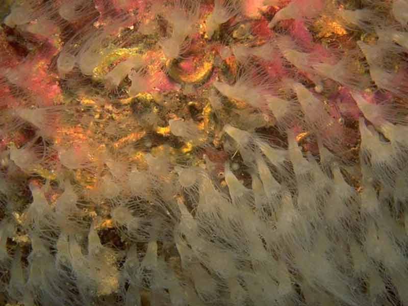 Mass of Aurelia aurita scyphistomae (polypoid larvae) on a rock overhang.