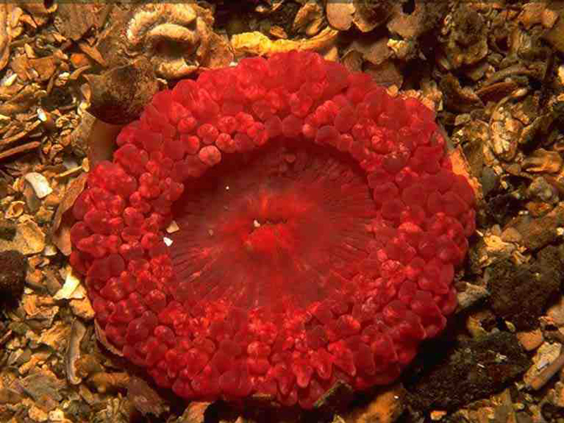 [aurhet]: Oral view of <i>Capnea sanguinea</i> amongst gravel.