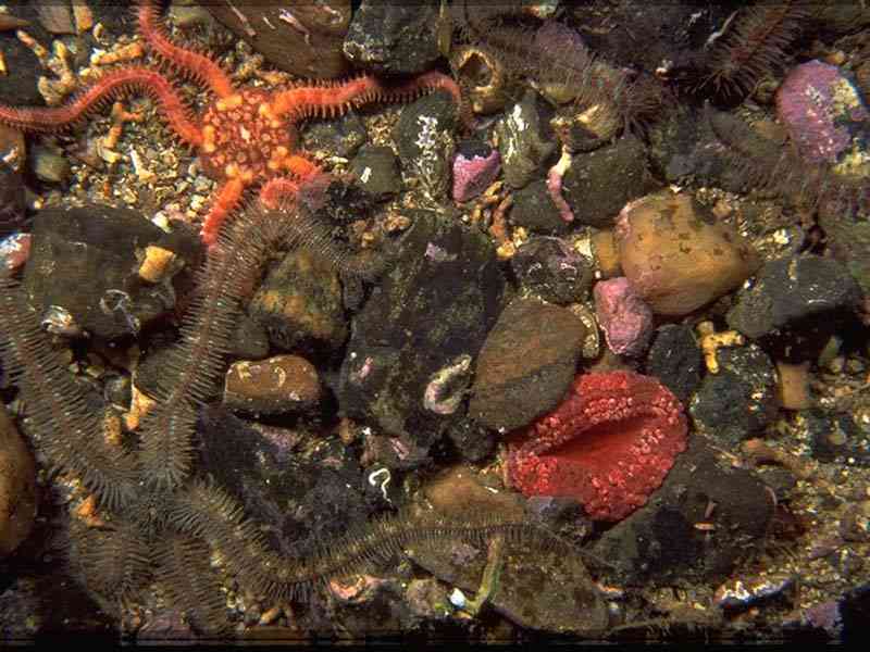 Modal: <i>Capnea sanguinea</i> (red) amongst pebbles and brittlestars.