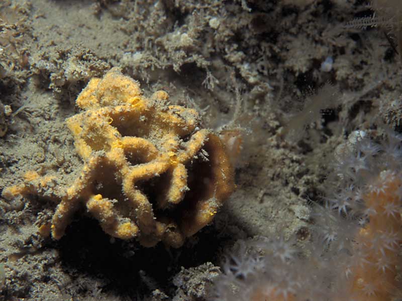 Modal: The sponge <i>Axinella damicornis</i>.