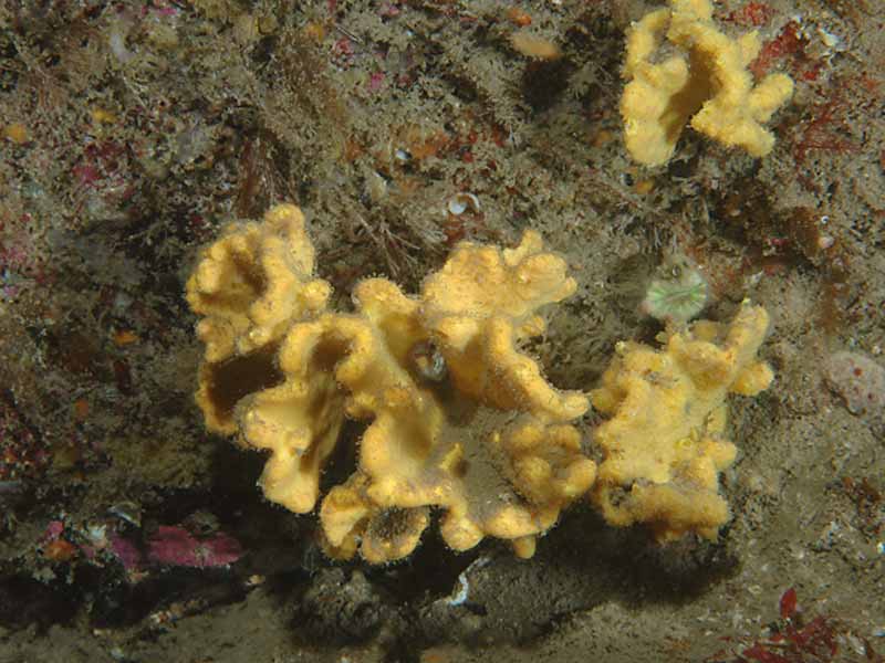 Axinella damicornis at Hilsea Point Rock, Plymouth.