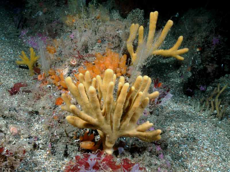Modal: <i>Axinella dissimilis</i> in a rich marine community.