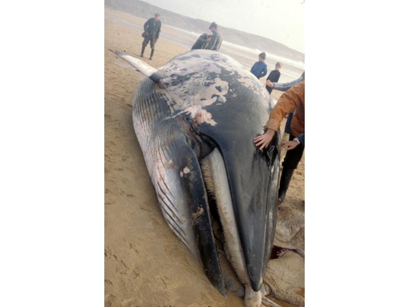 Modal: Dead minke whale stranded at Freshwater West beach, Pembrokeshire.