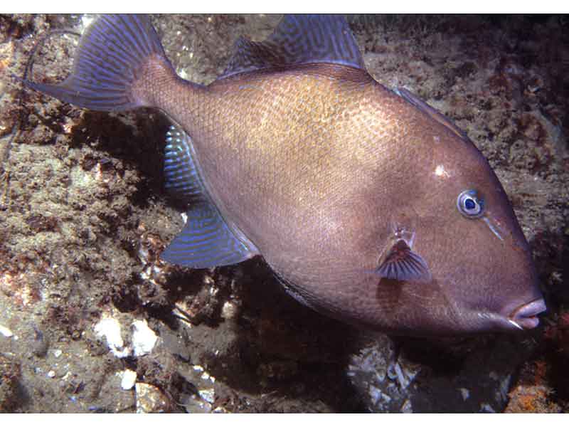 Modal: The triggerfish <i>Balistes capriscus</i>.