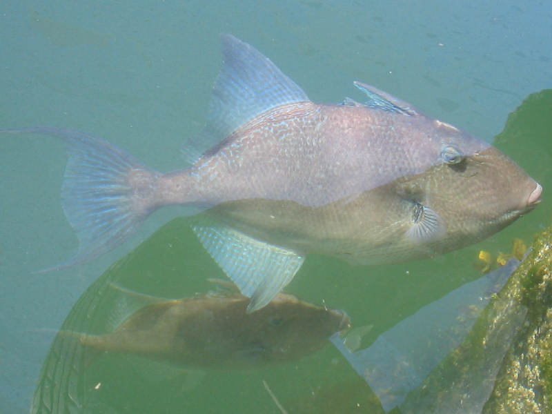 Modal: Two triggerfish (<i>Balistes capriscus</i>) swimming in marina.