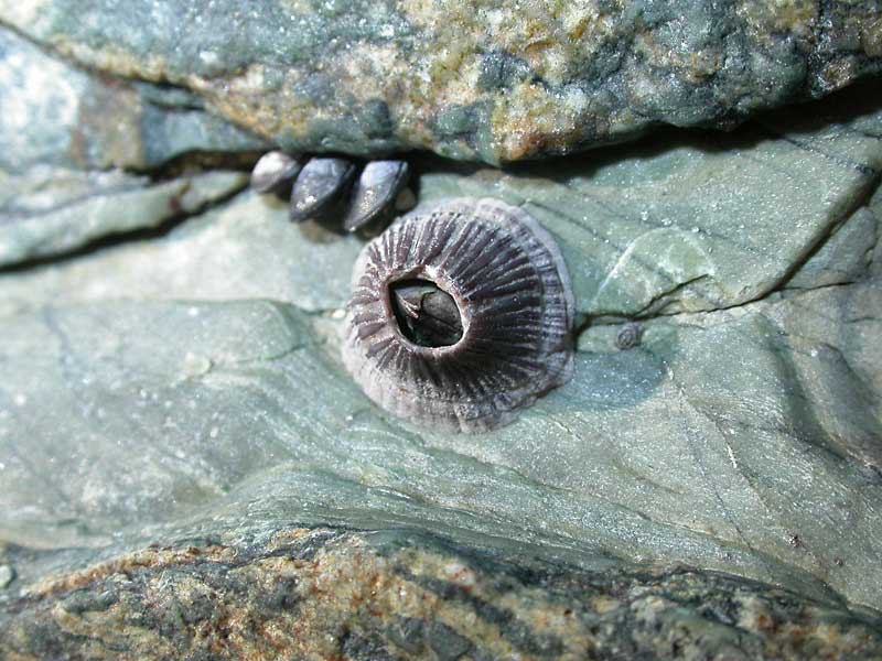 Image: Perforatus perforatus on rock with Mytilus edulis.