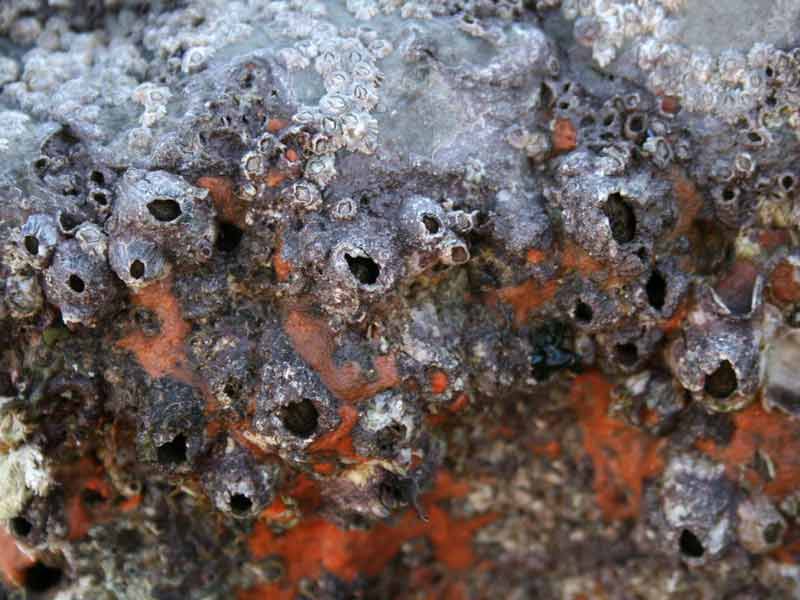 Image: Perforatus perforatus and sponges on a boulder.