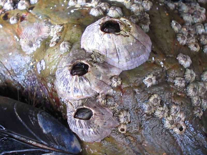 Image: Three Perforatus perforatus individuals surrounded by much smaller Chthamalus montagui.