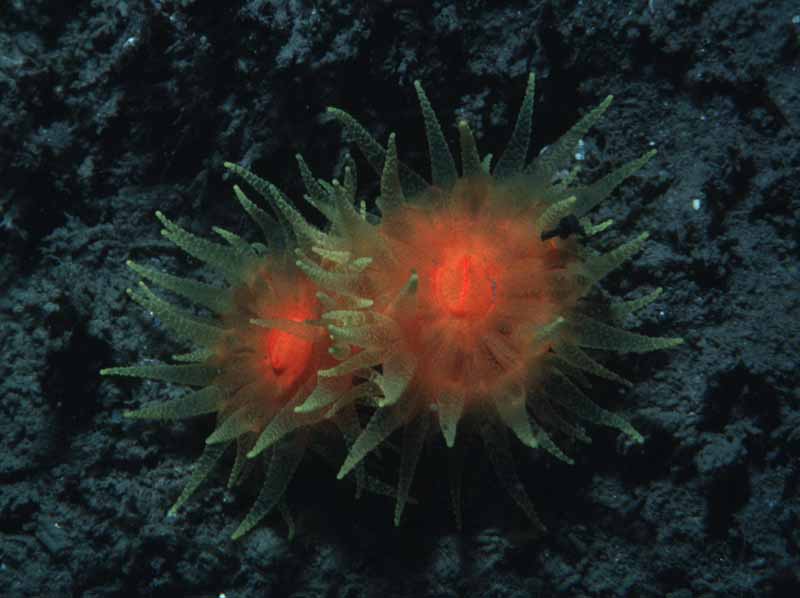 [balreg3]: Scarlet and gold star coral at Thorn Rock, Skomer.