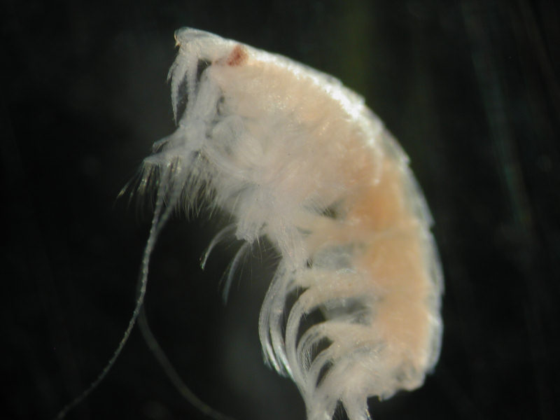 [batele]: <i>Bathyporeia elegans</i>.