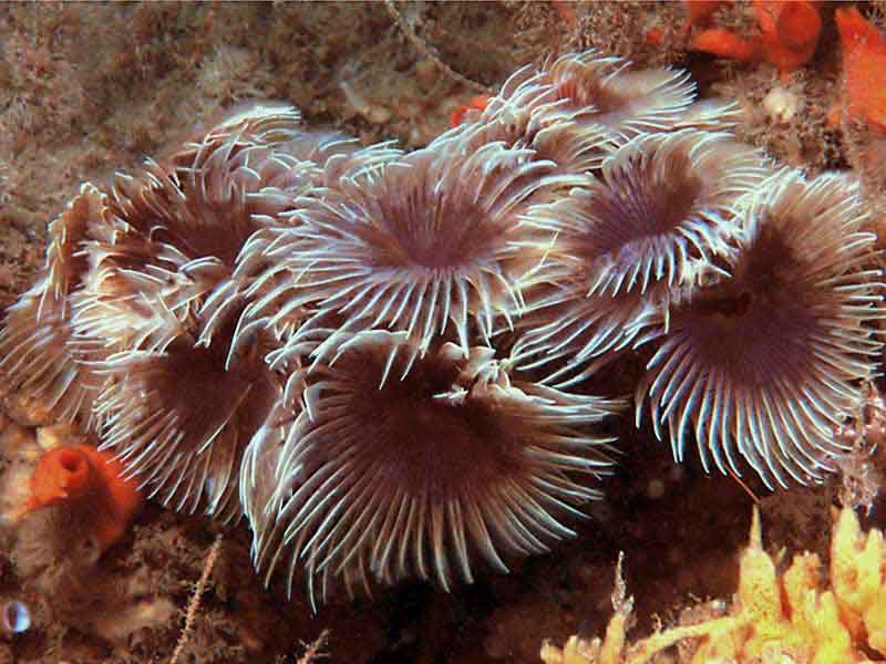 Modal: <i>Bispira volutacornis</i> at Firstone Bay in Plymouth Sound.