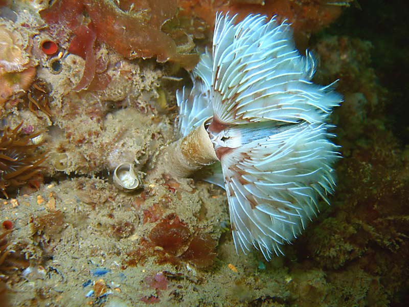 Modal: <i>Bispira volutacornis</i> in Lyme Bay, Devon.