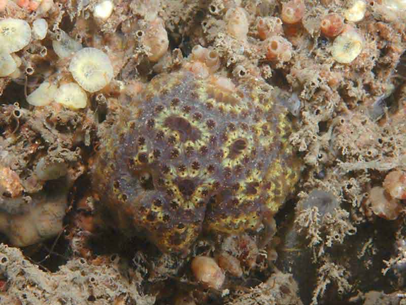 Modal: The colonial sea squirt <i>Botryllus schlosseri</i>.