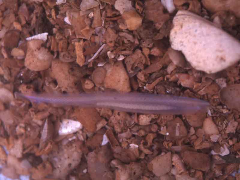 Modal: The lancet <i>Branchiostoma lanceolatum</i> (aquarium photograph).