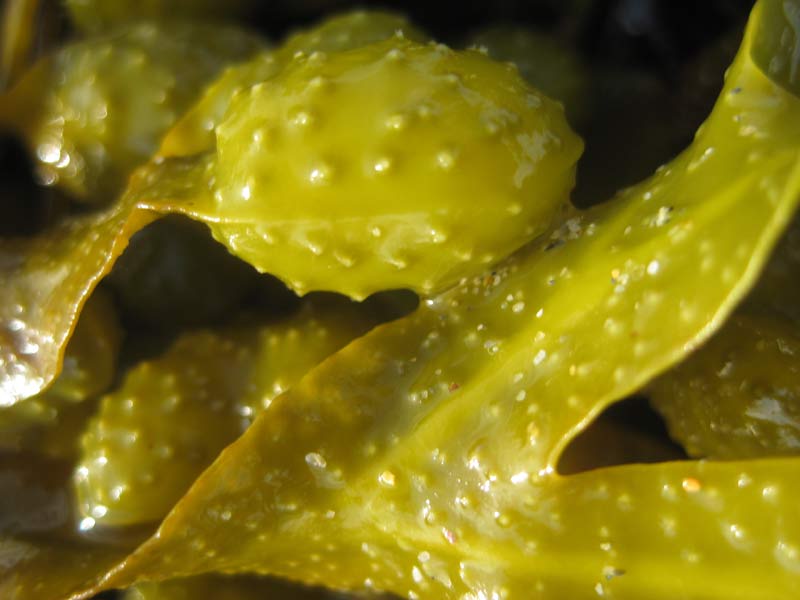 Macro image of Fucus spiralis frond and reproductive bodies.