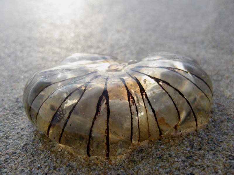 A recently stranded Chrysaora hysoscella.