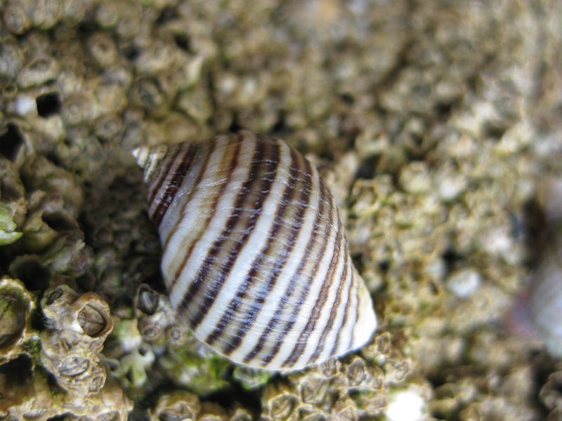 Modal: Brown and white striped <i>Nucella lapillus</i> on barnacles