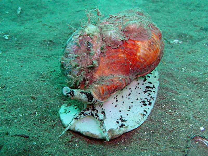 Image: Buccinum undatum crawling on the seabed highlighting shape of foot, tentacles and siphon. Note also the Crepidula fornicata on the shell.