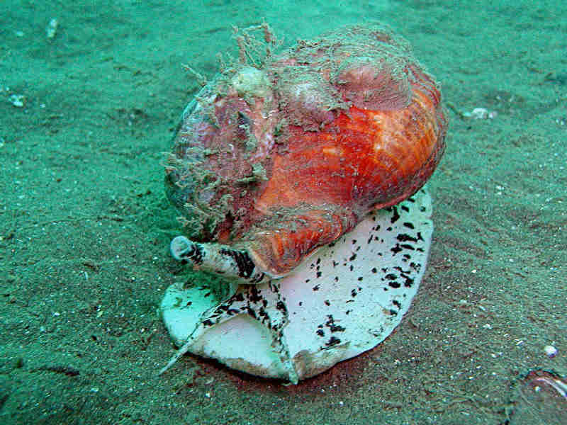 Buccinum undatum crawling on the seabed highlighting shape of foot, tentacles and siphon. Note also the Crepidula fornicata on the shell.