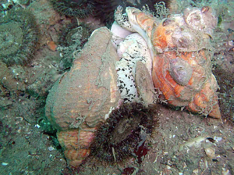 Image: Two Buccinum undatum individuals in what appears to be a mating position.