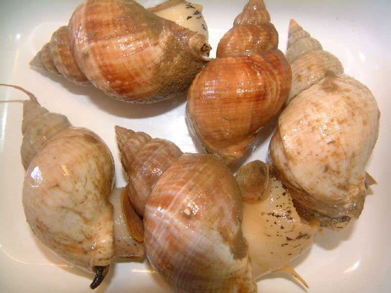 Group of Buccinum undatum illustrating shape of foot, siphon and operculum.