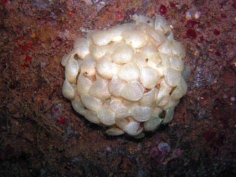 Buccinum undatum egg mass.