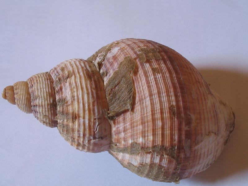 Modal: <i>Buccinum undatum</i> shell against a blue background.