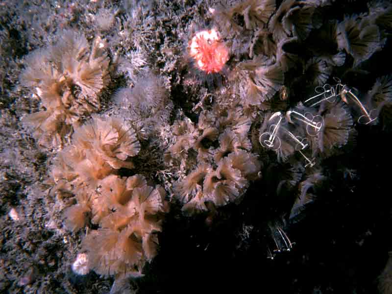 [bugfla2]: <i>Bugulina flabellata</i> and cup corals.
