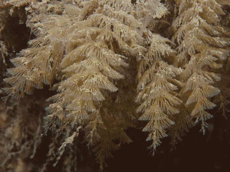 Image: Crisularia plumosa at Firestone Bay in Plymouth Sound.