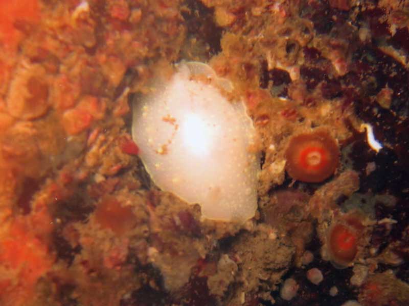 Modal: <i>Cadlina laevis</i> in the Scilly Isles.