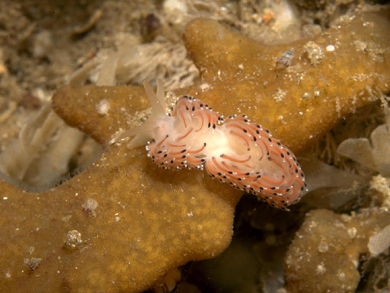 Modal: <i>Caloria elegans</i> from a rocky reef area, Co Antrim.