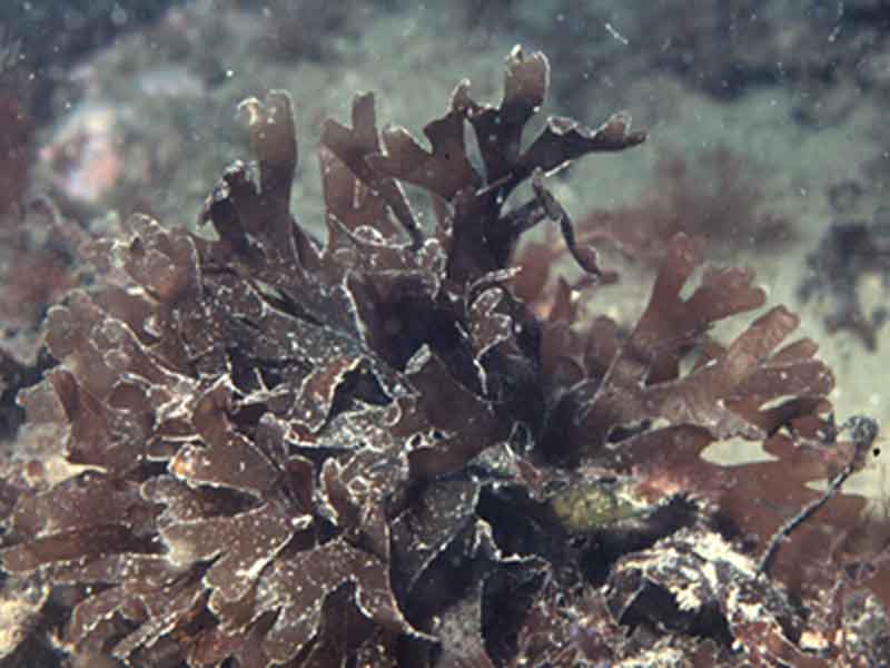 Image: Metacallophyllis laciniata on shallow cobbles.