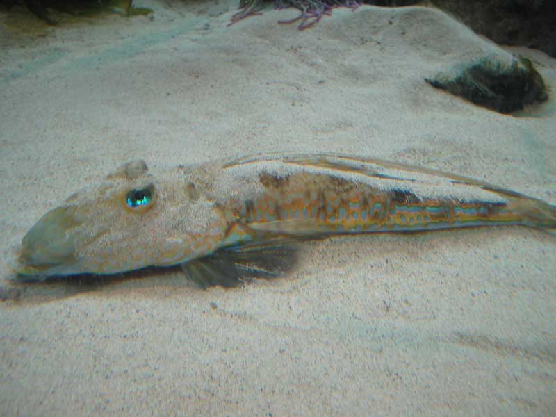 Callionymus lyra showing colouration in male.