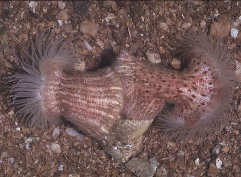 Modal: Two anemones on <i>Buccinum</i> shell. Aquarium photograph.