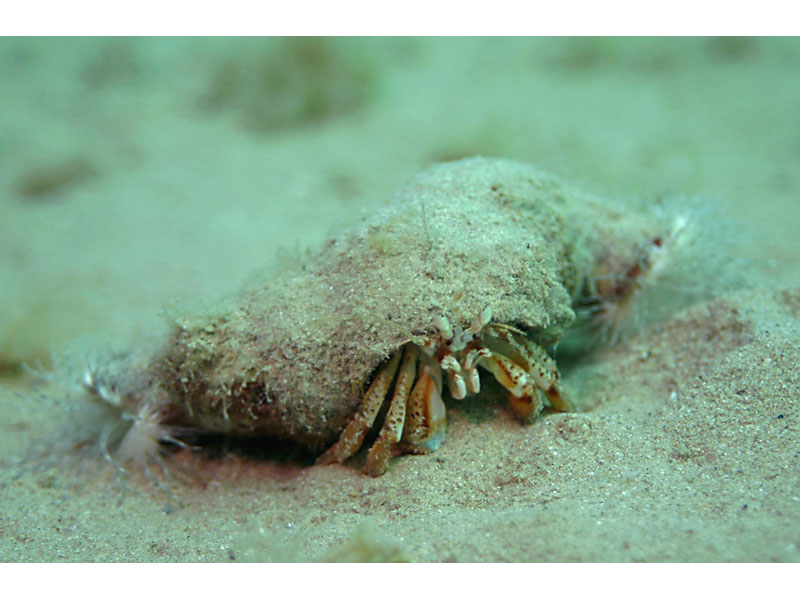 [calpar2]: Two <i>Calliactis parasitica</i> anemones associated with a hermit crab on the sand in the Channel Isles.