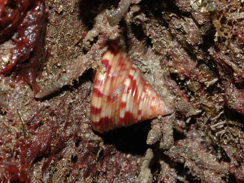 Lone Calliostoma zizyphinum at Lundy.