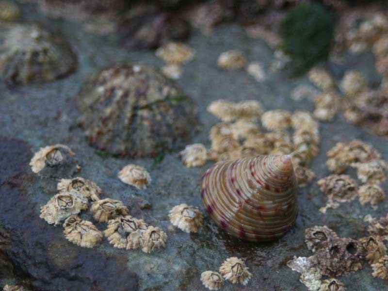 Modal: <i>Calliostoma zizyphinum</i> on a rock amongst barnacles and limpets.