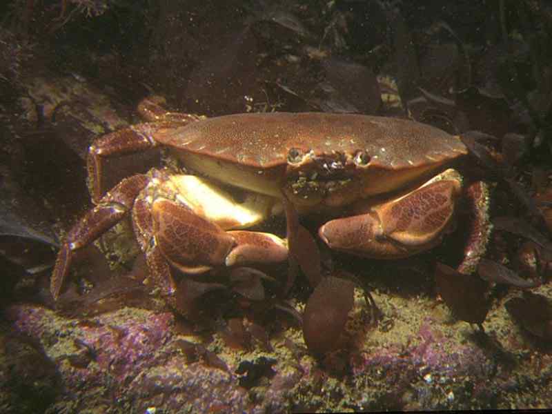 Modal: <i>Cancer pagurus</i>, edible crab.